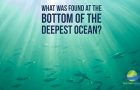 Guess What Was Found at the Bottom of The World’s Deepest Ocean?