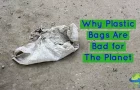 Why Plastic Bags Are Bad for The Planet