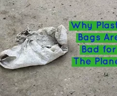 Why Plastic Bags Are Bad for The Planet