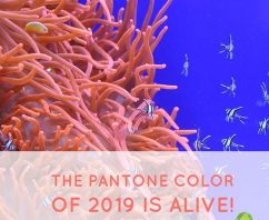 The Pantone Color of 2019 is Alive!