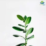 Isolated broad leaf green house plant