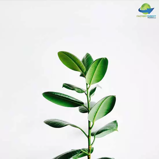 Isolated broad leaf green house plant