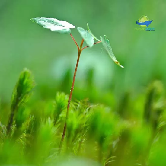 close-up of tree sapling with shallow depth of field for Earth Day