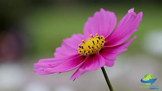 Close-up Magenta flower with golden yellow center
