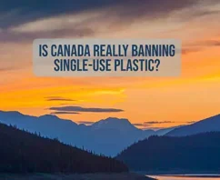 Is Canada REALLY Banning Single-Use Plastic?