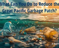 How Disposable Plastic Created the Great Pacific Garbage Patch